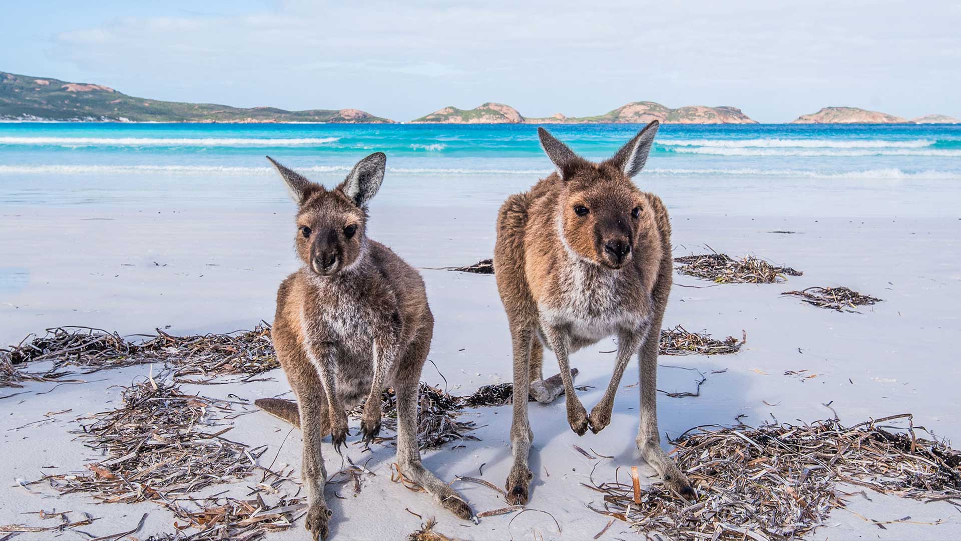 Intercâmbio na Austrália - Cursos para você estudar e trabalhar